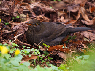 Amsel