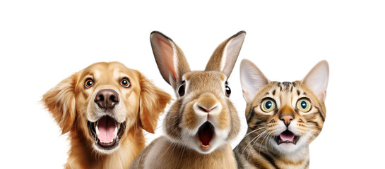 Portrait of Three Surprised Animals (dog, rabbit and cat) Isolated on White and PNG Transparent Background.