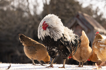 chicken