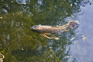 Colorful koi carp swim in an Asian pond.
