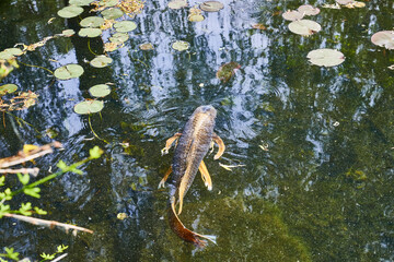 Colorful koi carp swim in an Asian pond.