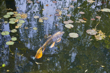 Colorful koi carp swim in an Asian pond.