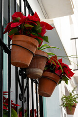 Poinsettia on the streets of Malaga, Spain. The Poinsettia is a popular Christmas decoration.