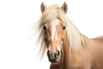 Obraz premium Haflinger Horse close-up portrait on a white background.