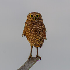 Little owl, Athene brama, single bird on perch, 
