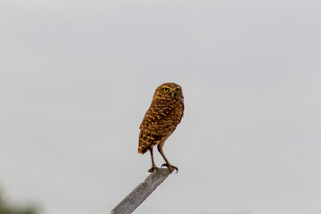 Little owl, Athene brama, single bird on perch, 