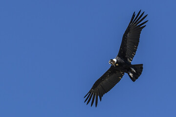 Cóndor adulto volando