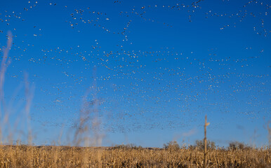 snow goose migration