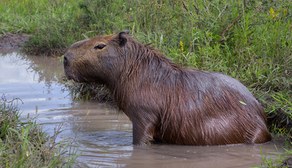 Retrato de carpincho - capibara