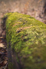 Fungi growing in the deep parts of the forest 