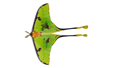 Beautiful green Saturnia comet butterfly Argema mimosae isolated on transparent background macro...