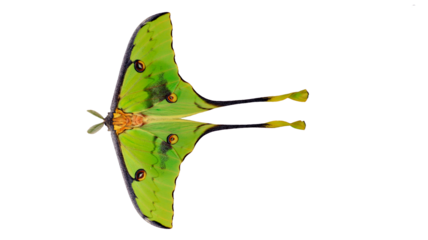 Beautiful green Saturnia comet butterfly Argema mimosae isolated on transparent background macro close-up, insects collection