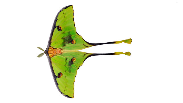 Beautiful green Saturnia comet butterfly Argema mimosae isolated on transparent background macro close-up, insects collection