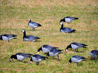 Nonnengänse bei Dagebüll Nordsee