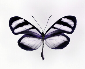 White and black transparent butterfly Oleria tigilla isolated on white close-up macro, collection butterflies