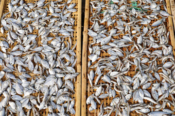 salted fish production, the process of drying small fish or anchovies and drying fish at fishing ports in Indonesia.