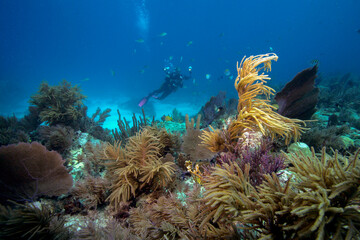 Molasses Reef, Key Largo, Florida Keys
