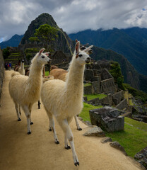Llamas en Machu Picchu - Ciudad Inca - Perú © FCOLOMBATTI