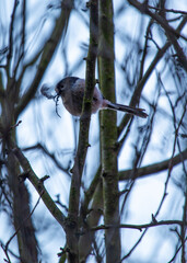 Long-tailed Tit (Aegithalos caudatus) Outdoors
