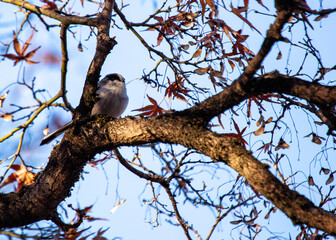Long-tailed Tit (Aegithalos caudatus) Outdoors
