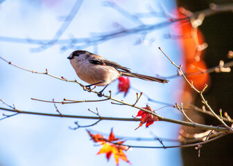 Long-tailed Tit (Aegithalos caudatus) Outdoors