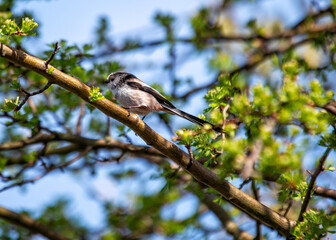 Long-tailed Tit (Aegithalos caudatus) Outdoors
