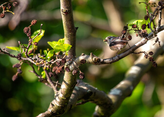 Long-tailed Tit (Aegithalos caudatus) Outdoors