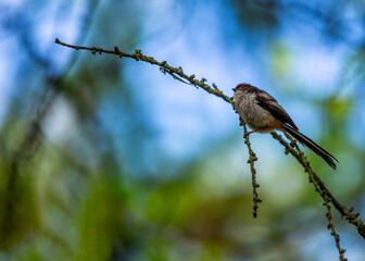 Long-tailed Tit (Aegithalos caudatus) Outdoors