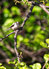 Long-tailed Tit (Aegithalos caudatus) Outdoors