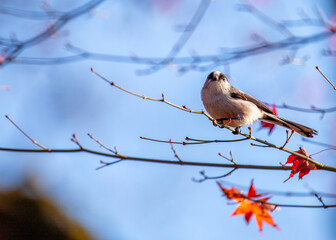Long-tailed Tit (Aegithalos caudatus) Outdoors