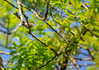 Long-tailed Tit (Aegithalos caudatus) Outdoors