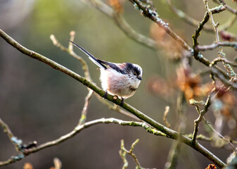 Long-tailed Tit (Aegithalos caudatus) Outdoors