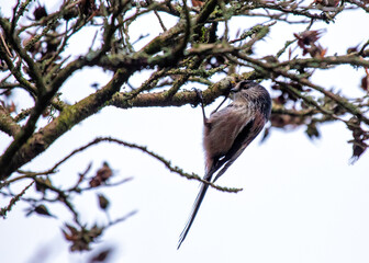 Long-tailed Tit (Aegithalos caudatus) Outdoors