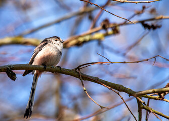Long-tailed Tit (Aegithalos caudatus) Outdoors