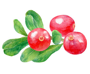 水彩イラスト　クランベリーの小枝と実 © 中沢アサカ /Aasaka Y