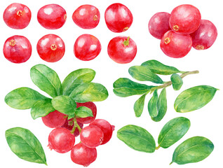 クランベリーの素材集　水彩画