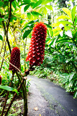 Indonesian Wax Ginger Plants Growing Along Path