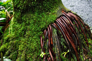 Alien Looking Roots Coming Out Of Base Of Tree Trunk