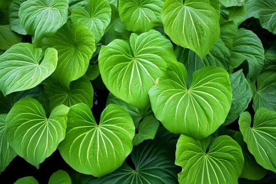 A plant commonly known as taro. Generative AI