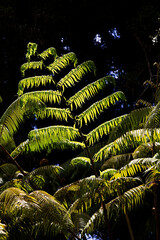 Large Fern Plant In Sunlight With Dark Background Hawaii