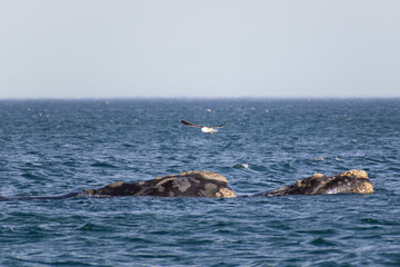 Ballena franca austral con gaviota - Playa el Doradillo - Puerto Madryn - Chubut - Argentina