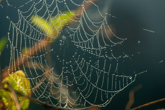 Close Up of Spider Web Coverd In Dew Drops