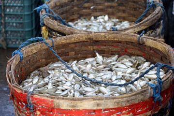 Fish farming,aquaculture, Fishing industry