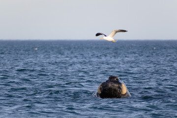 Ballena franca austral con gaviota - Playa el Doradillo - Puerto Madryn - Chubut - Argentina