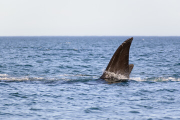 Naklejka premium Ballena franca austral - Playa el Doradillo - Puerto Madryn - Chubut - Argentina