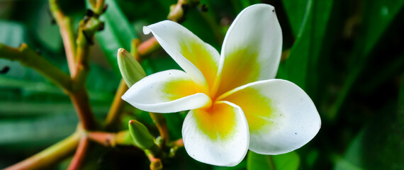 Panorama white and yellow Frangipani Plumeria rubra flower blooming in Vietnam, originate from tropical subtropical South America, blossom popular Hoa Su with green vein foliage background