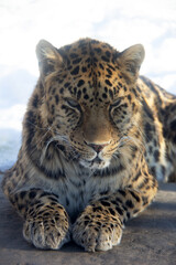 Close up of a leopard on the snow