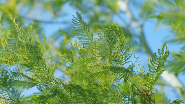 Mimosa Tree. Branch Of Mimosa Sunny Flowers. Concept Of Spring Season. Fluffy Flowers In Spring Garden. Still.