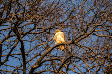 Red-tailed hawk (Buteo jamaicensis) in cottonwood tree at sunrise; Lincoln, Nebraska