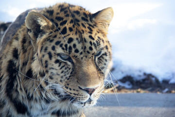 Close up of a leopard on the snow